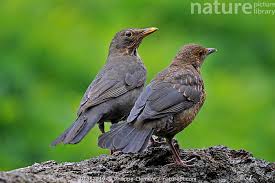 Attēlu rezultāti vaicājumam “Turdus merula juvenile”