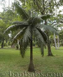 Attēlu rezultāti vaicājumam “Diderma montanum var. album macro”