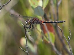 Attēlu rezultāti vaicājumam “Leucorrhinia pectoralis female”