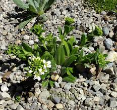 Attēlu rezultāti vaicājumam “Arabis hirsuta fruit”