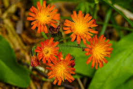 Attēlu rezultāti vaicājumam “Pilosella aurantiaca flower”