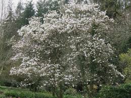 Attēlu rezultāti vaicājumam “Magnolia kobus”