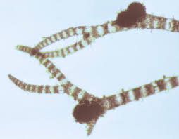 Attēlu rezultāti vaicājumam “Ceramium sp.”