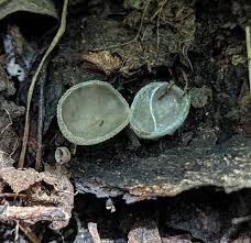 Attēlu rezultāti vaicājumam “Helvella macropus”