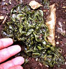 Attēlu rezultāti vaicājumam “Nostoc commune”