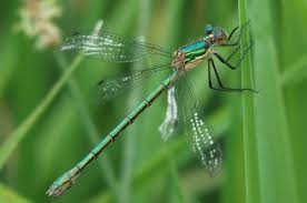 Attēlu rezultāti vaicājumam “Lestes dryas”