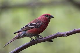 Image result for Pinicola enucleator