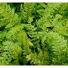 Image result for Pulmonaria Silverado