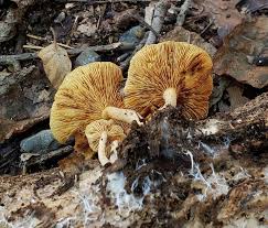 Attēlu rezultāti vaicājumam “Gymnopilus sapineus”