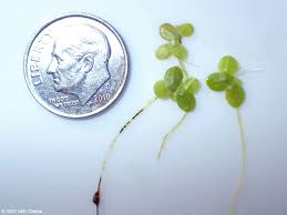 Attēlu rezultāti vaicājumam “Lemna minor”