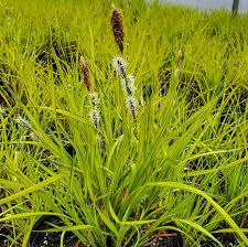 Attēlu rezultāti vaicājumam “Carex elata flower”