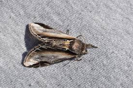 Attēlu rezultāti vaicājumam “Pheosia tremula”