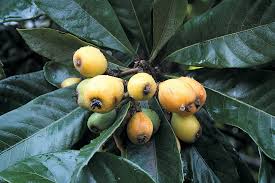 Attēlu rezultāti vaicājumam “Carex loliacea fruit”