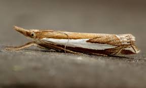 Attēlu rezultāti vaicājumam “Crambus pratella”