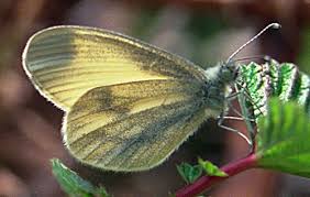 Attēlu rezultāti vaicājumam “Leptidea sinapis”