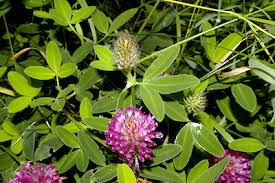 Attēlu rezultāti vaicājumam “Trifolium medium flower”