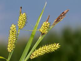 Attēlu rezultāti vaicājumam “Carex vesicaria”