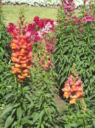Image result for Antirrhinum majus maximum