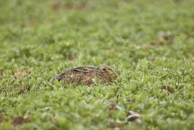 Attēlu rezultāti vaicājumam “Lepus europaeus adult”
