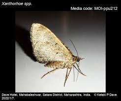 Attēlu rezultāti vaicājumam “Xanthorhoe designata”