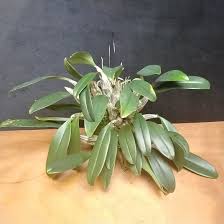 Attēlu rezultāti vaicājumam “Didymium aggregatum”