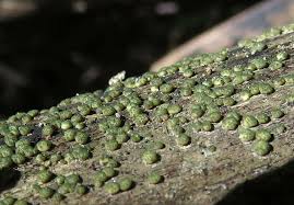 Attēlu rezultāti vaicājumam “Octospora splachnophila spores”