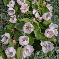 Attēlu rezultāti vaicājumam “Cydonia oblonga flower”