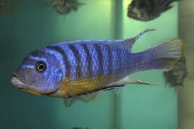 Risultati immagini per cynotilapia pulpican