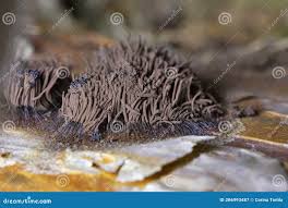 Attēlu rezultāti vaicājumam “Stemonitis axifera stalked”