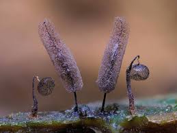 Attēlu rezultāti vaicājumam “Stemonitopsis hyperopta spores”