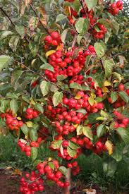 Attēlu rezultāti vaicājumam “Malus x zumi”