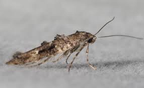 Attēlu rezultāti vaicājumam “Epermeniidae”