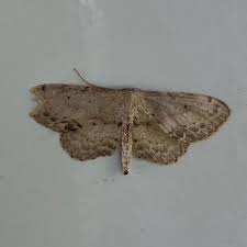 Attēlu rezultāti vaicājumam “Idaea dimidiata”