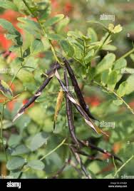 Attēlu rezultāti vaicājumam “Lathyrus niger”