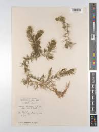 Attēlu rezultāti vaicājumam “Ceratophyllum submersum”