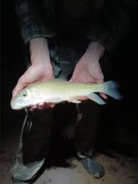 Image result for Moxostoma erythrurum