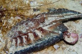 Image result for Callorhinchus capensis