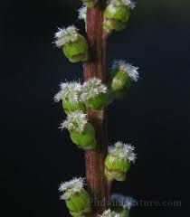 Attēlu rezultāti vaicājumam “Triglochin palustre”