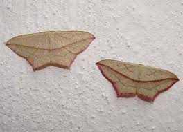 Attēlu rezultāti vaicājumam “Timandra comae”