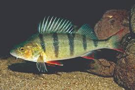 Image result for Perca fluviatilis