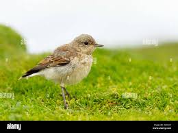 Attēlu rezultāti vaicājumam “Oenanthe oenanthe juvenile”