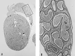 Attēlu rezultāti vaicājumam “Sorex sp.”