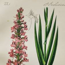 Attēlu rezultāti vaicājumam “Gymnadenia conopsea leaf”