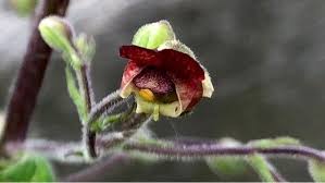 Attēlu rezultāti vaicājumam “Scrophularia nodosa flower”