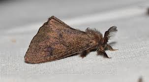 Attēlu rezultāti vaicājumam “Psychidae”