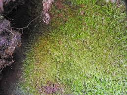 Attēlu rezultāti vaicājumam “Pseudotaxiphyllum elegans macro”