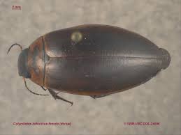 Attēlu rezultāti vaicājumam “Colymbetes striatus”