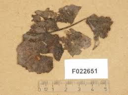 Attēlu rezultāti vaicājumam “Typhula setipes”