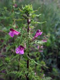 Attēlu rezultāti vaicājumam “Pedicularis palustris subsp. opsiantha”