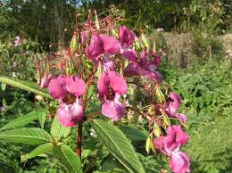 Attēlu rezultāti vaicājumam “Balsaminaceae”